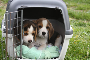 Beaglewelpen in Transportbox