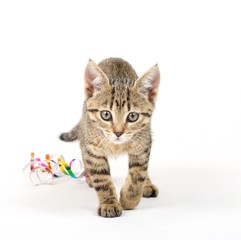 small cat on a white background