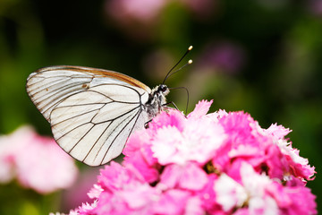 Obraz na płótnie Canvas White butterfly