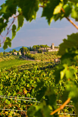 Fototapeta na wymiar Vineyard in the hills of Toscane
