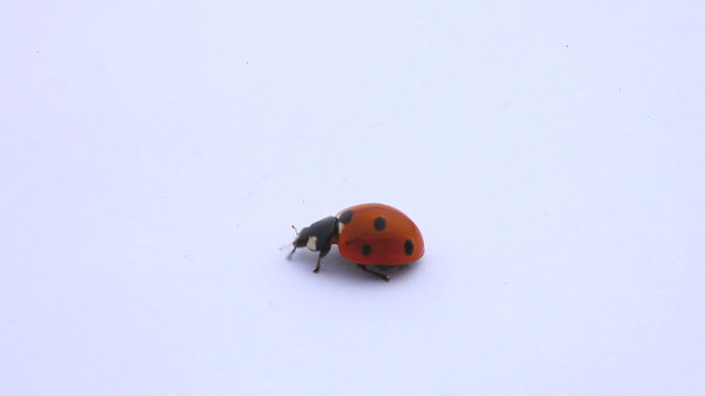 ladybug on the white background