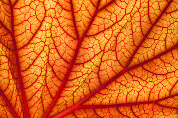 sanguine geranium leaf