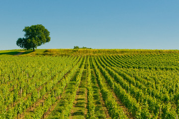 Fototapeta na wymiar vineyards in bordeaux