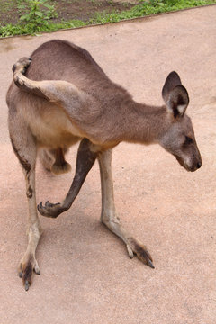 オオカンガルー