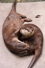 コツメカワウソのじゃれ合い