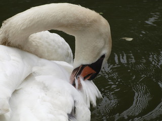 Cisne colocandose las plumas