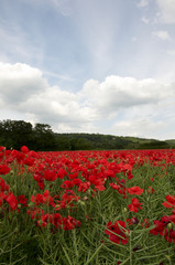 Poppy Field