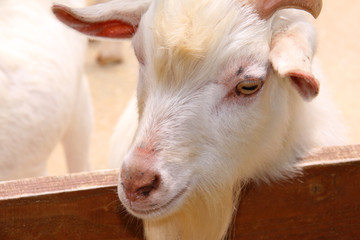 Obraz premium シバヤギ