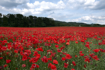 Poppy Field