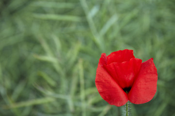Poppy