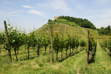 Obraz premium Castle on a vineyard