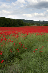 Poppy Field