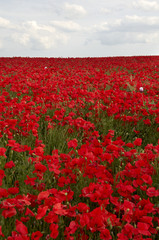 Fototapeta premium Poppy Field