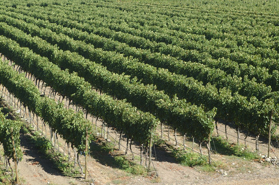 VI&Ntilde;AS