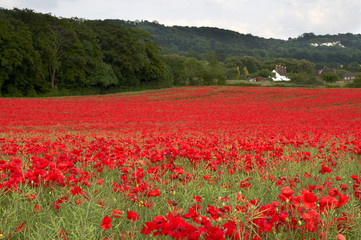 Poppy Field
