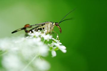 scorpionfly (Panorpa communis)