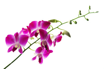 Branch of violet orchids isolated on white background