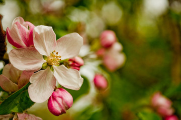 Fototapeta na wymiar Blooming apple tree