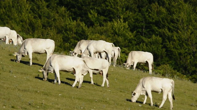 mucche al pascolo
