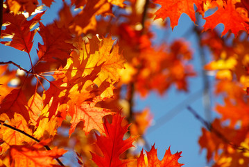 autumn