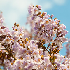 Blossoming branch of tree Paulownia.