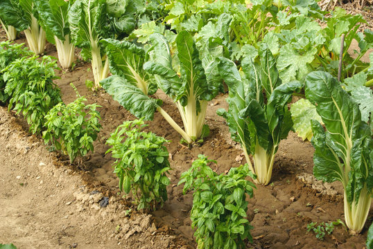 Jardin potager