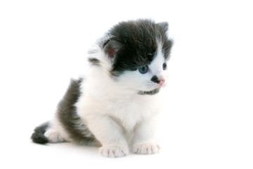 Obraz premium little kitten