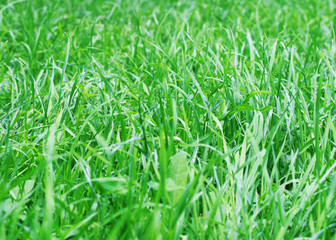 green grass