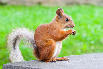 sitting squirrel
