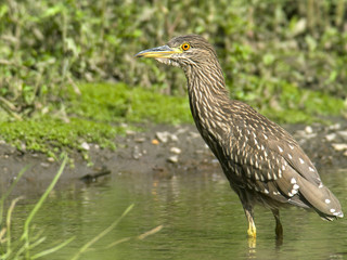 Black-crowned Night-Heron juvenile water