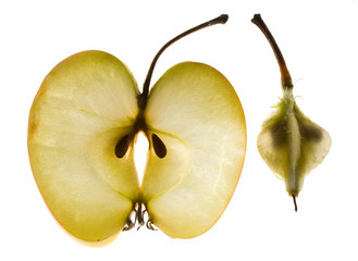 thin slice and core of an apple