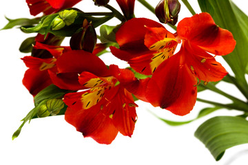 red flowers isolated on white background