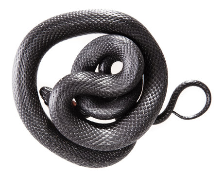 Snake isolated on white background.
