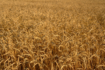 wheat