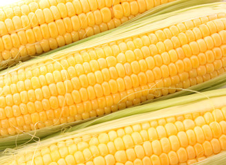 Yellow corns isolated on white