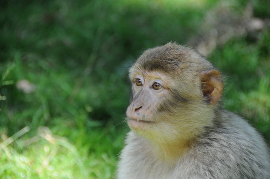 berberaffe