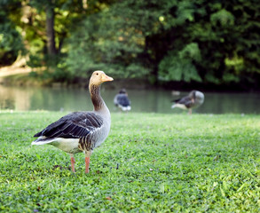 goose on a lake shore