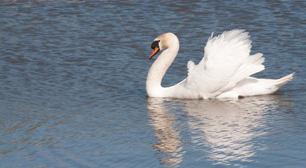 Obraz premium Male mute swan flapping wings