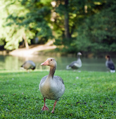 grey goose in a park