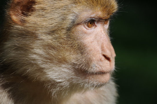 berberaffe