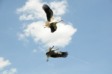 Störche im flug