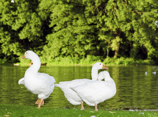 Obraz premium white goose on a lake