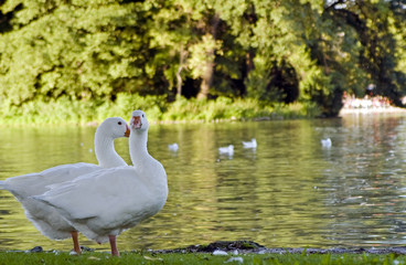 white goose in english garden, Munich
