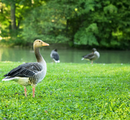 grey goose