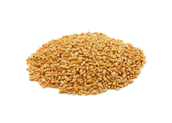 Organic hard red winter wheat