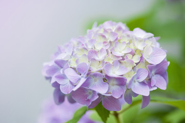 紫陽花