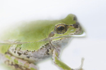 カエル