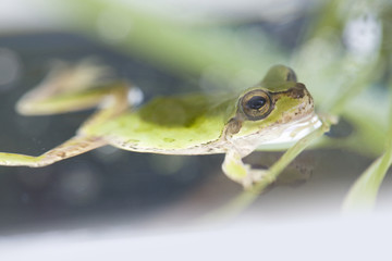 カエル