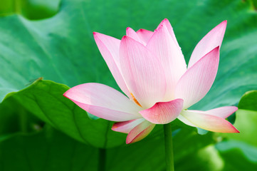 Obraz premium Lotus flower
