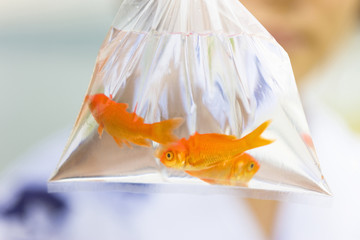 金魚